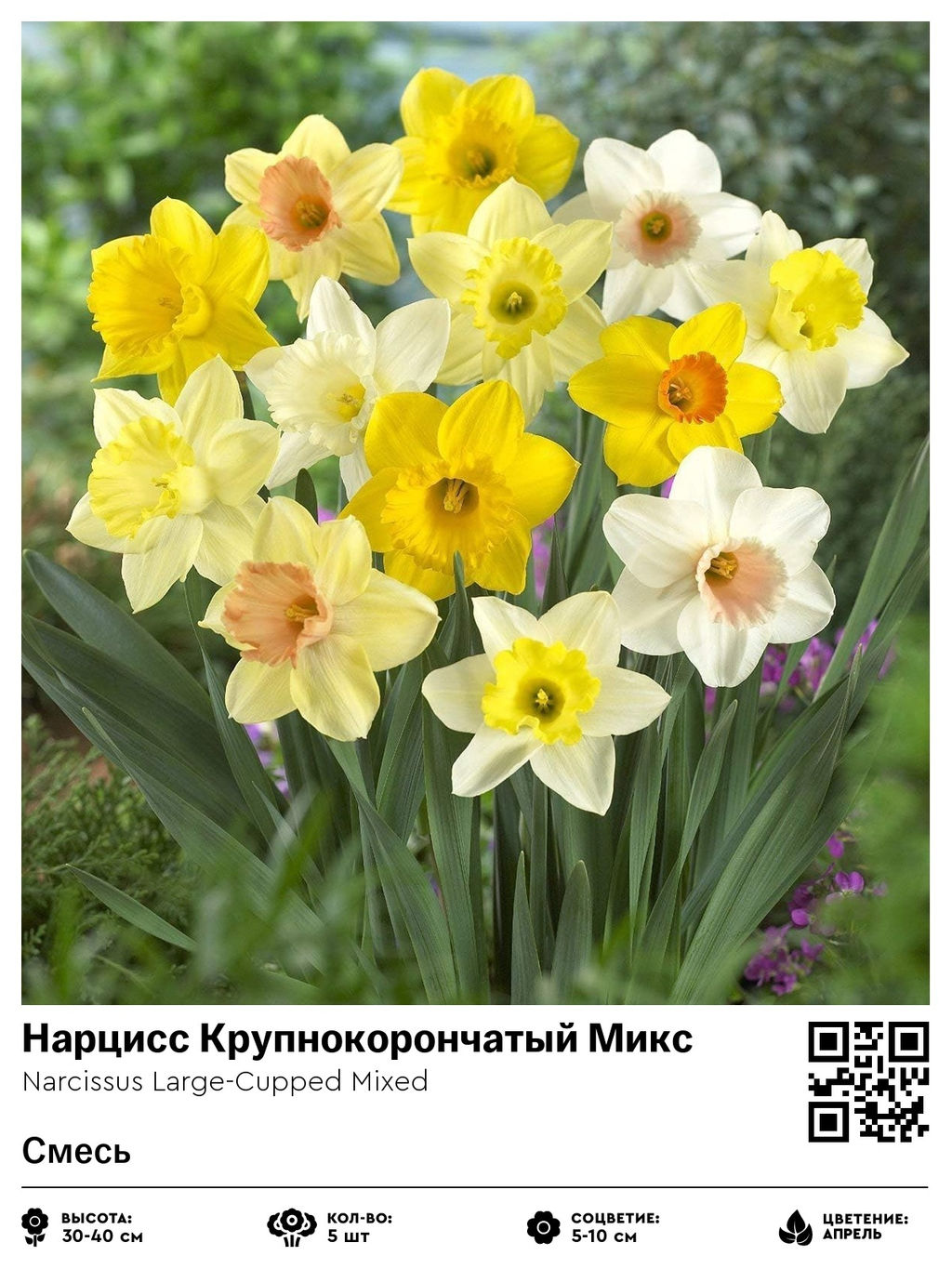 Нарцисс Large-Cupped Mixed (Крупнокорончатый) - Голландские луковицы фото 2