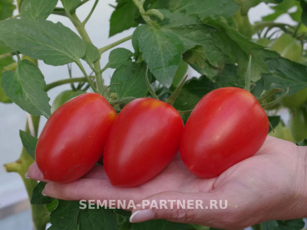 Томат Костик - Партнер фото 6