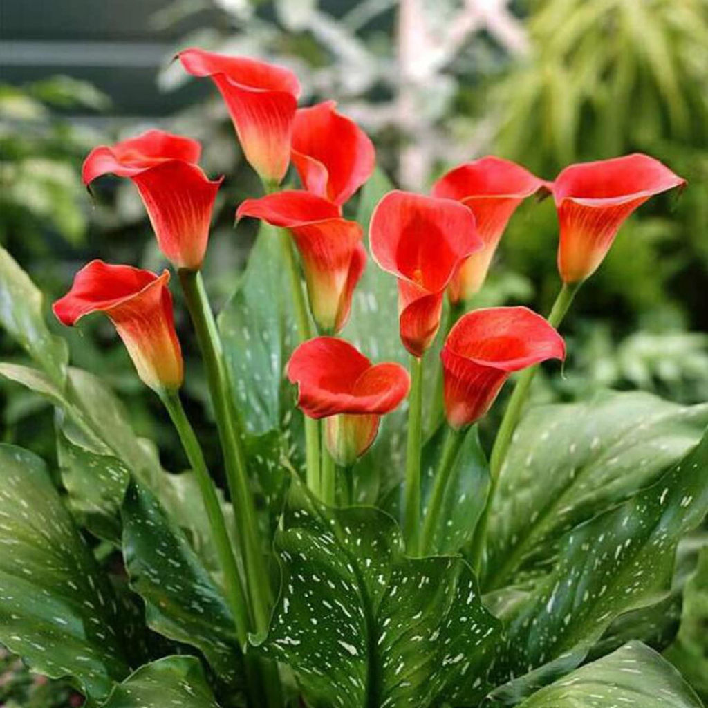 КАЛЛА Рэд Сокс Разбор 12/14 Кол-во упак., шт 2