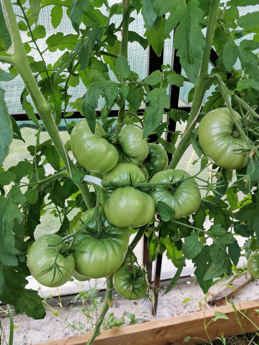 Дикая роза - Tomatia фото 2