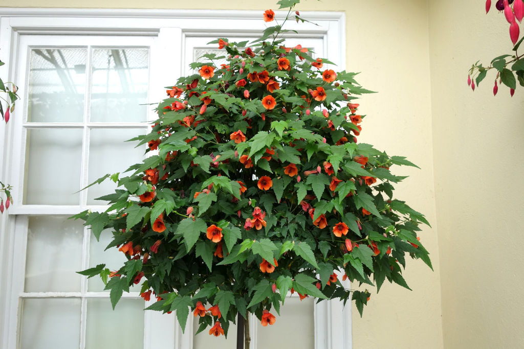 Абутилон (комнатный клён) пересорт, цветы розовые, бордовые, оранжевые)