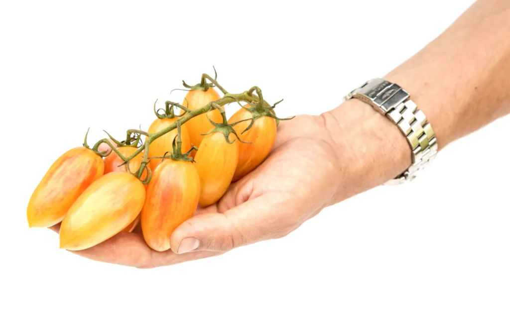 Томат Котя - Партнер фото 3