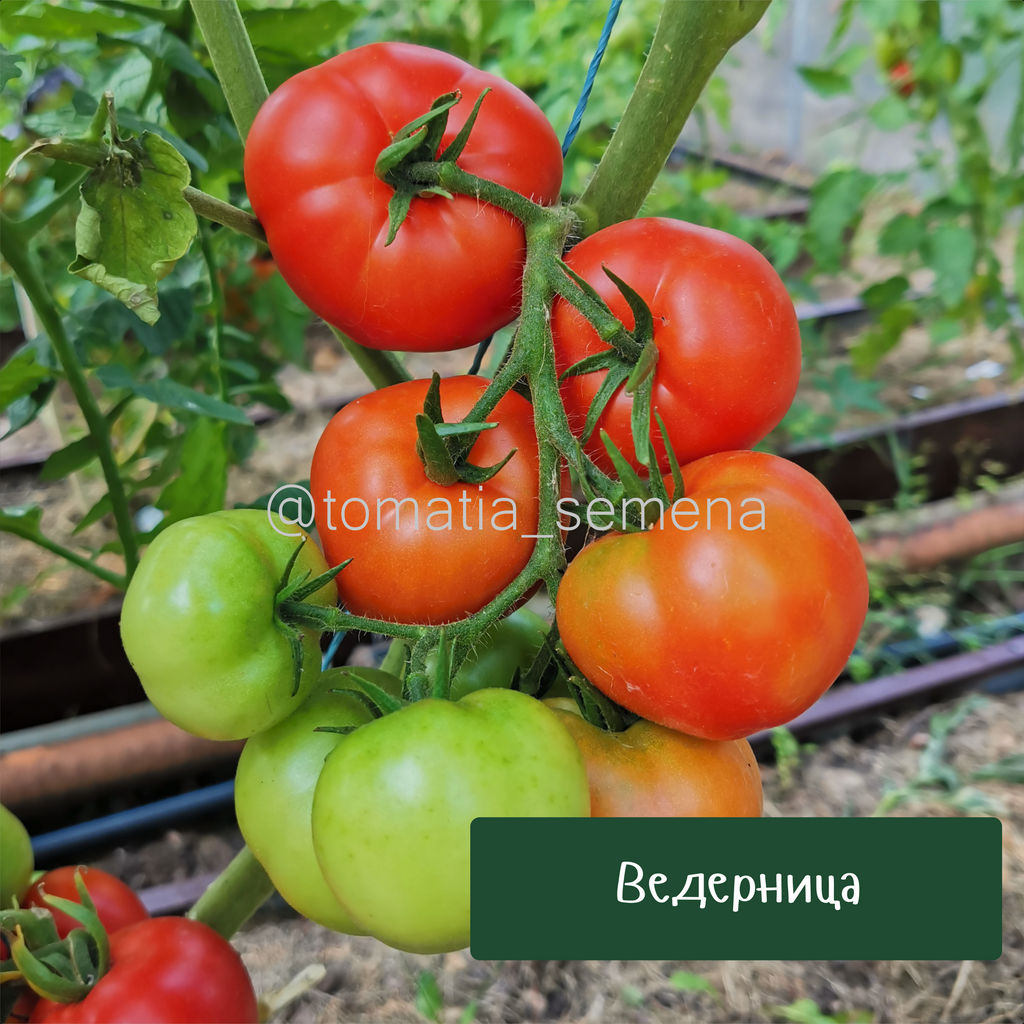 Ведерница - Tomatia фото 2