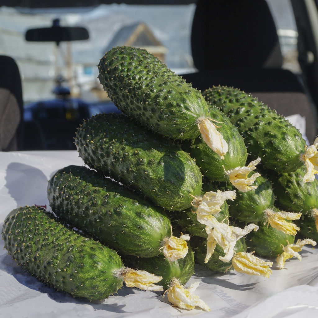 Огурец СВ 4097 ЦВ F1 - Tomatia фото 2