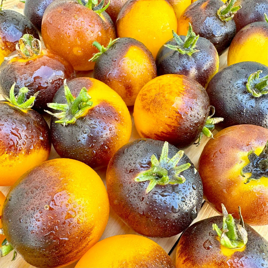 Гном Луна Гондваны НОВИНКА 2025 года!