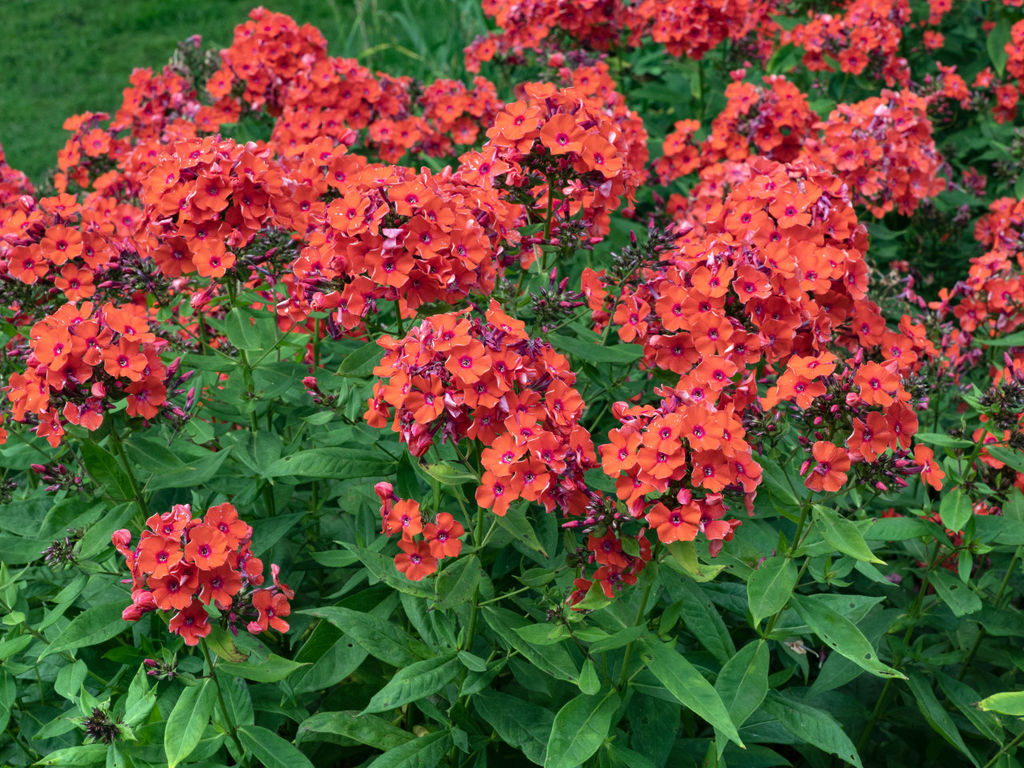 Флокс Orange Perfection (Метельчатый) - Голландские луковицы фото 2