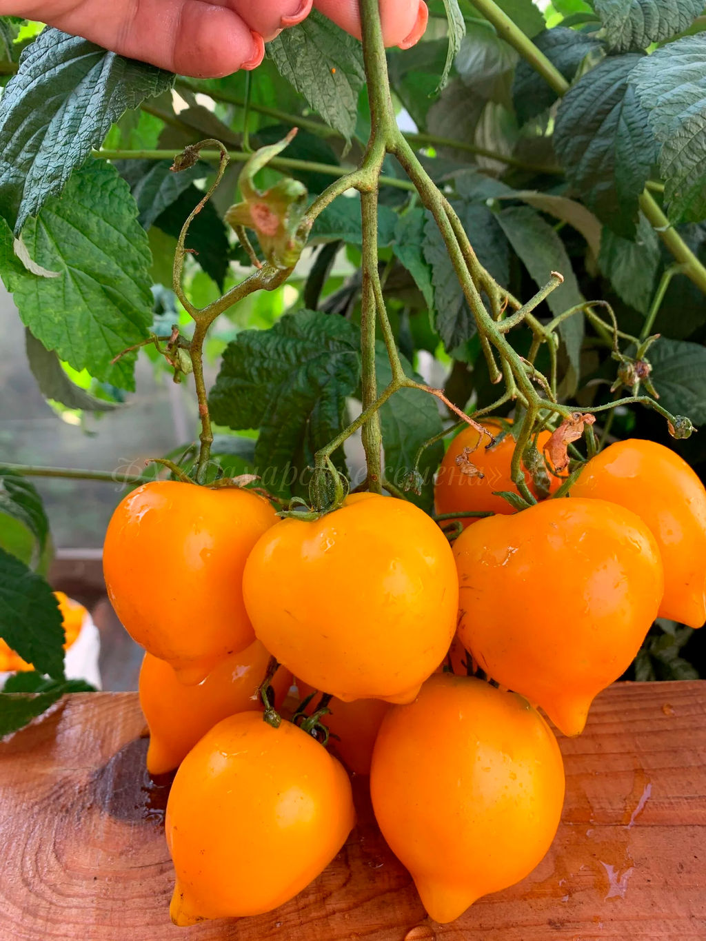 Томат Лиана желтая 20-25шт. (Самарские семена)