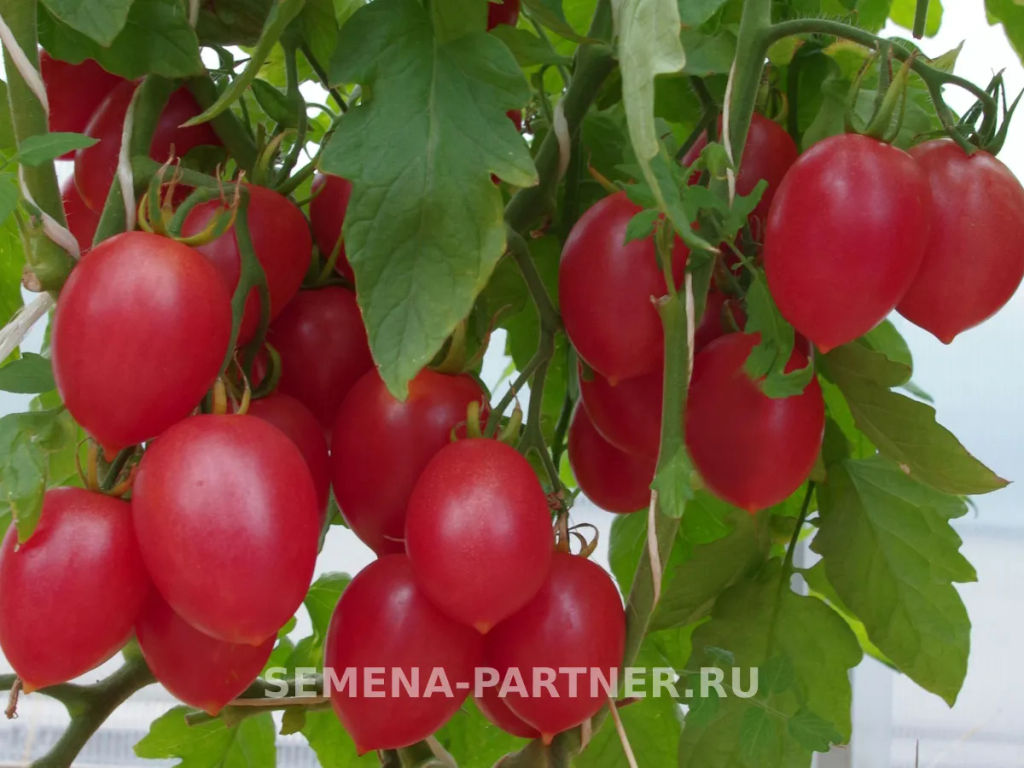 Томат Агроденс - Партнер фото 4