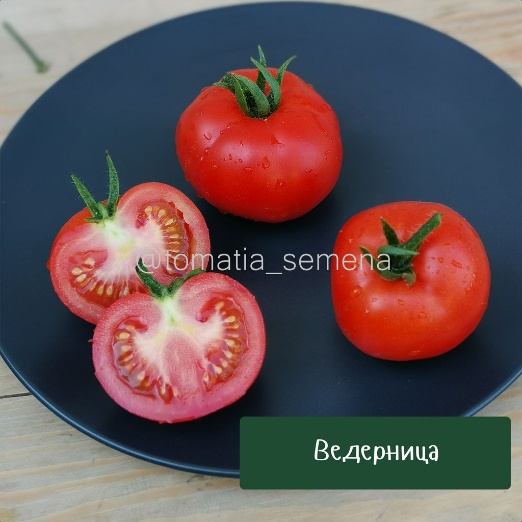 Ведерница - Tomatia фото 3