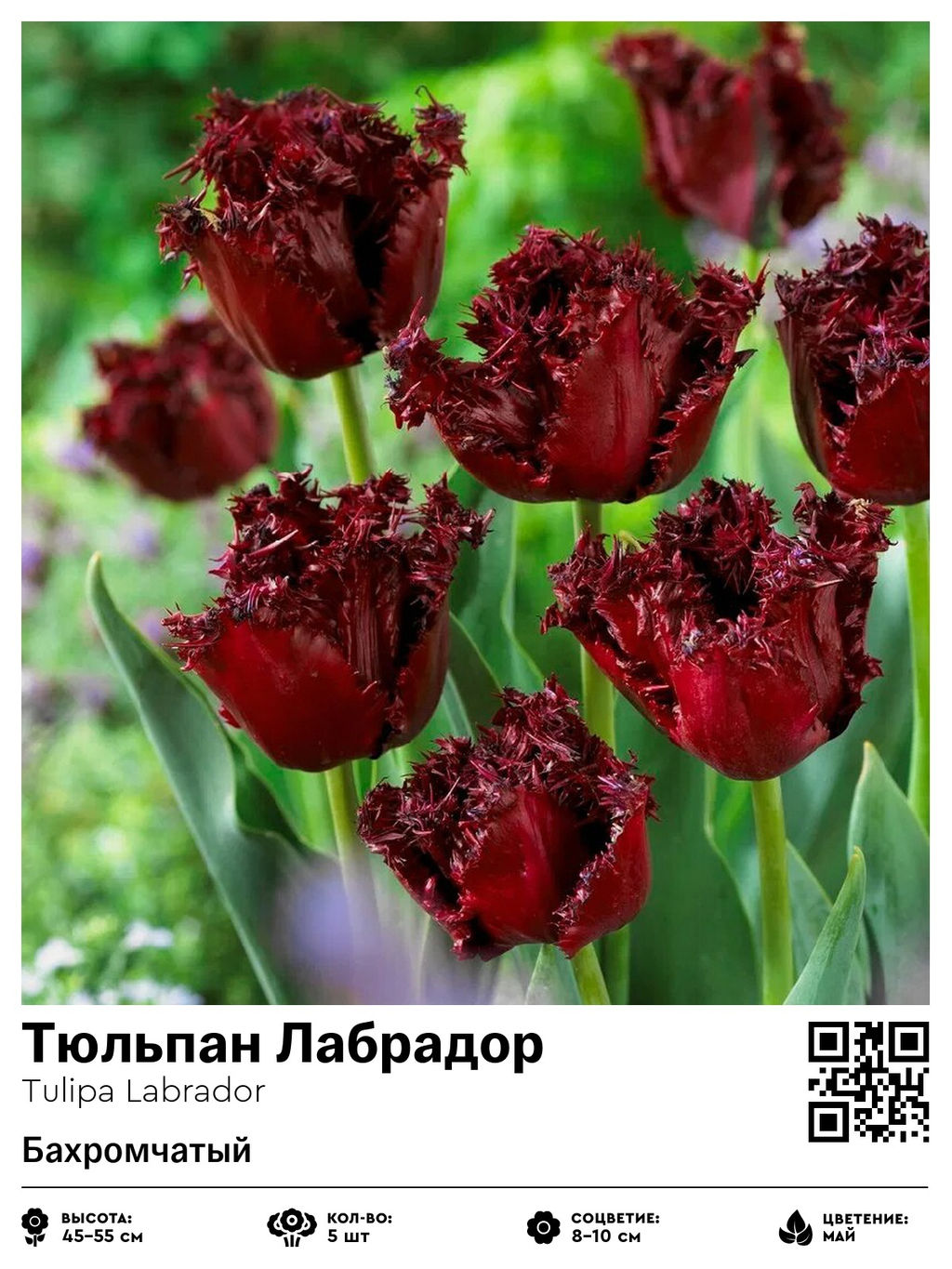 Тюльпан Labrador (Бахромчатый) - Голландские луковицы фото 3