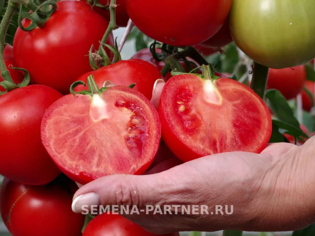 Томат Липинец - Партнер фото 7