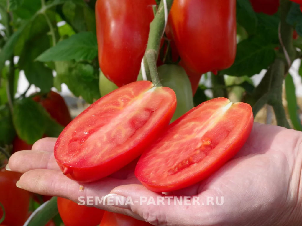 Томат Фестиваль - Партнер фото 6