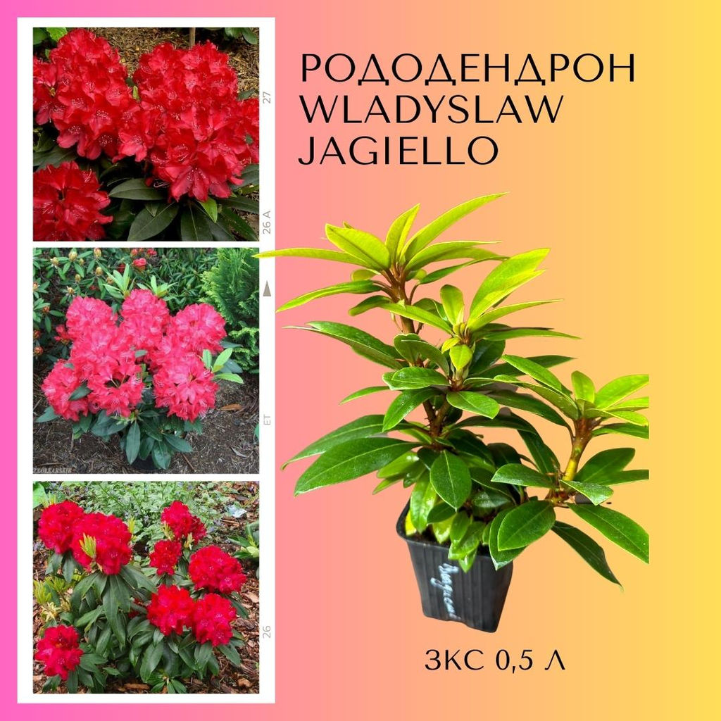 Рододендрон Wladyslaw Jagiello, Royal Red (Владислав Ягелло, Роял Ред) - Долина роз фото 5
