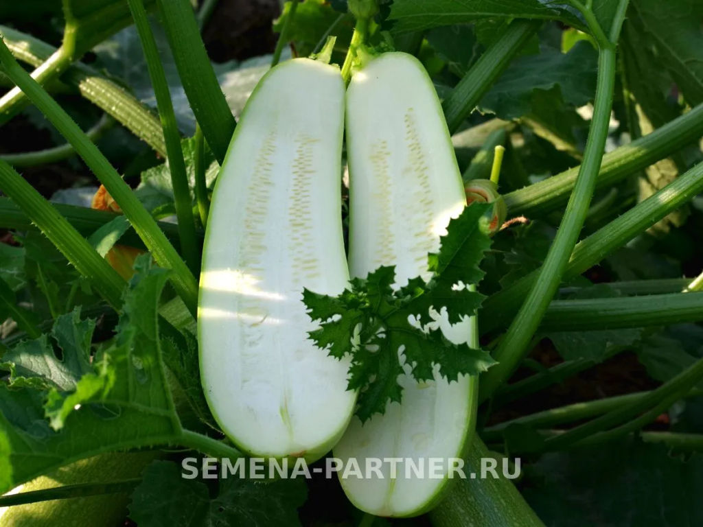 Кабачок Генри - Партнер фото 4