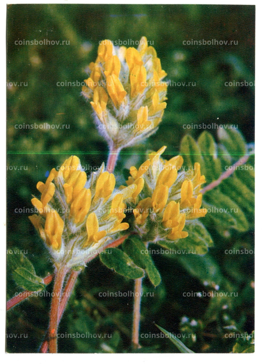 Открытка Астрагал шерстистоцветковый