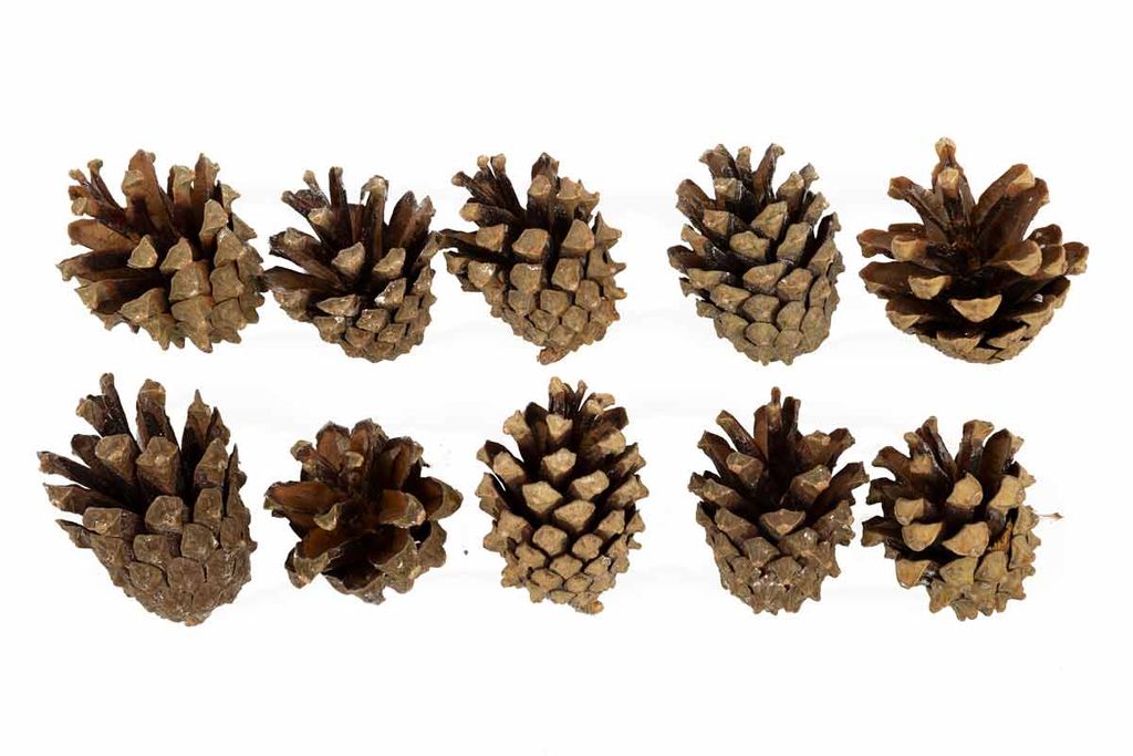 Blumentag PIF-04 Шишки 10 шт. 01 Сосна
