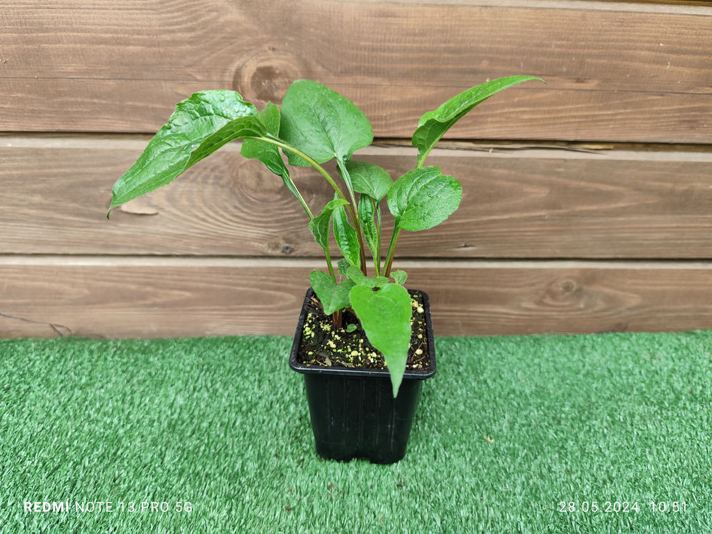 Эхинацея Purpurea Magnus (Магнус) - Долина роз фото 3