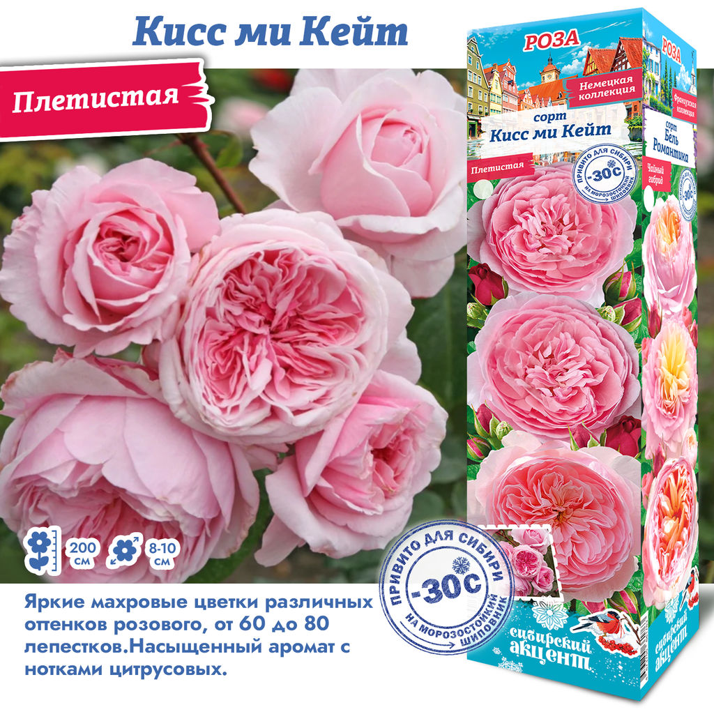 Роза Кисс Ми Кейт (Плетистая) 1шт