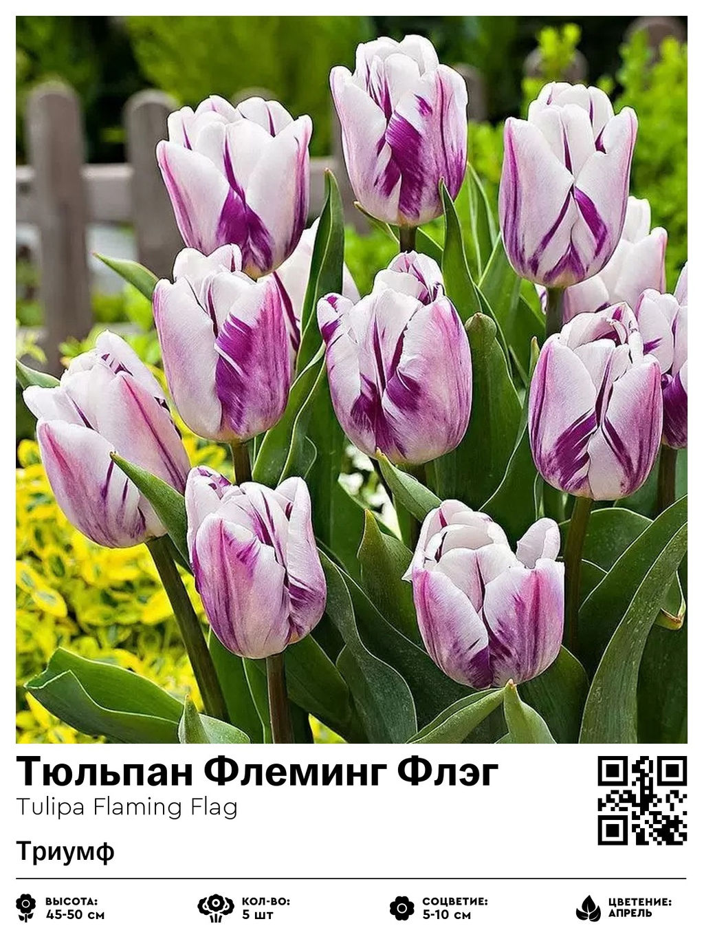 Тюльпан Flaming Flag (Триумф) - Голландские луковицы фото 2