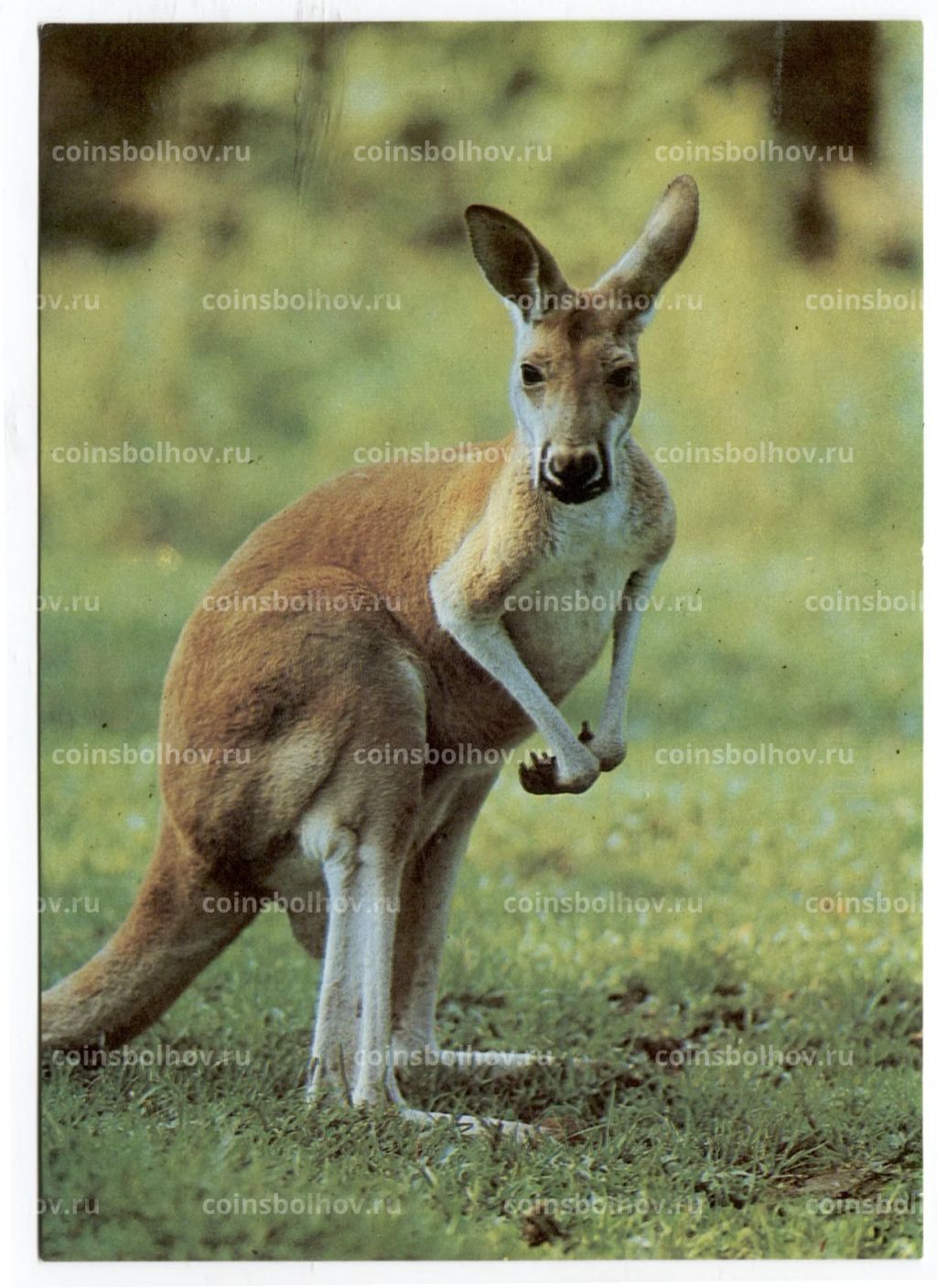 Открытка Кенгуру