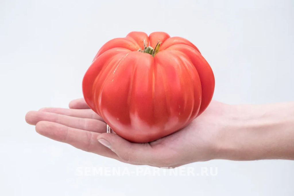 Томат Нина - Партнер фото 3