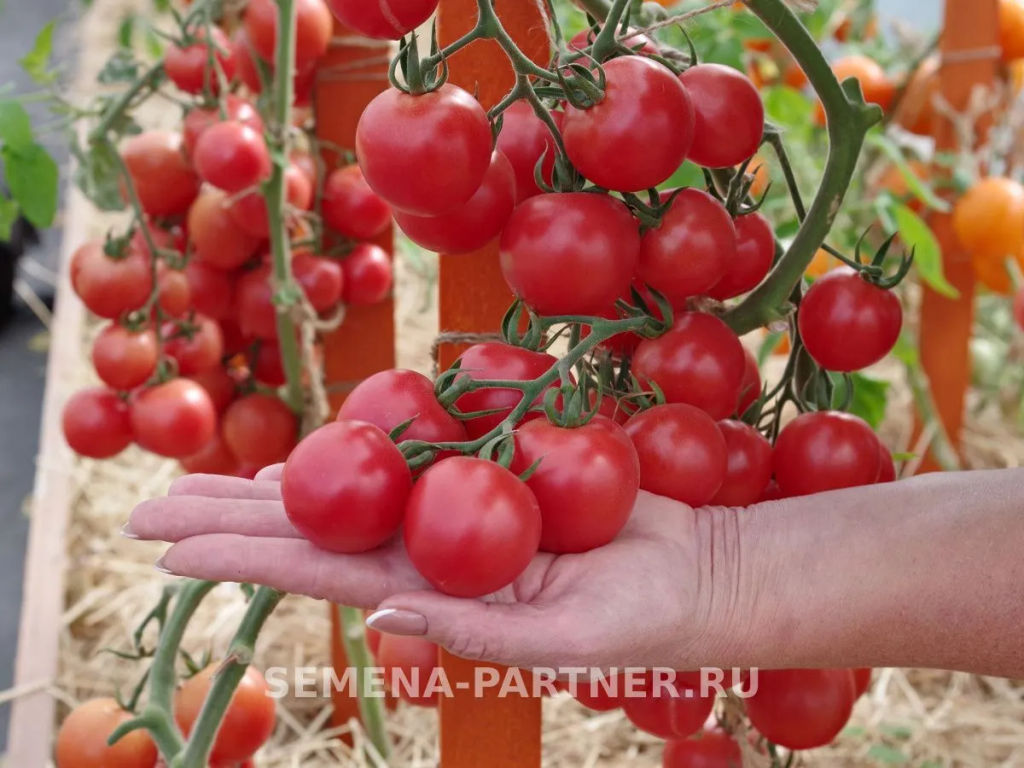 Томат Принцесса - Партнер фото 3