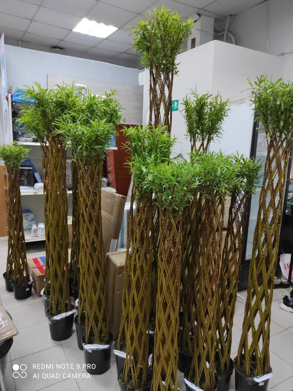 Живое плетёное дерево, высота 100 см - No name фото 3