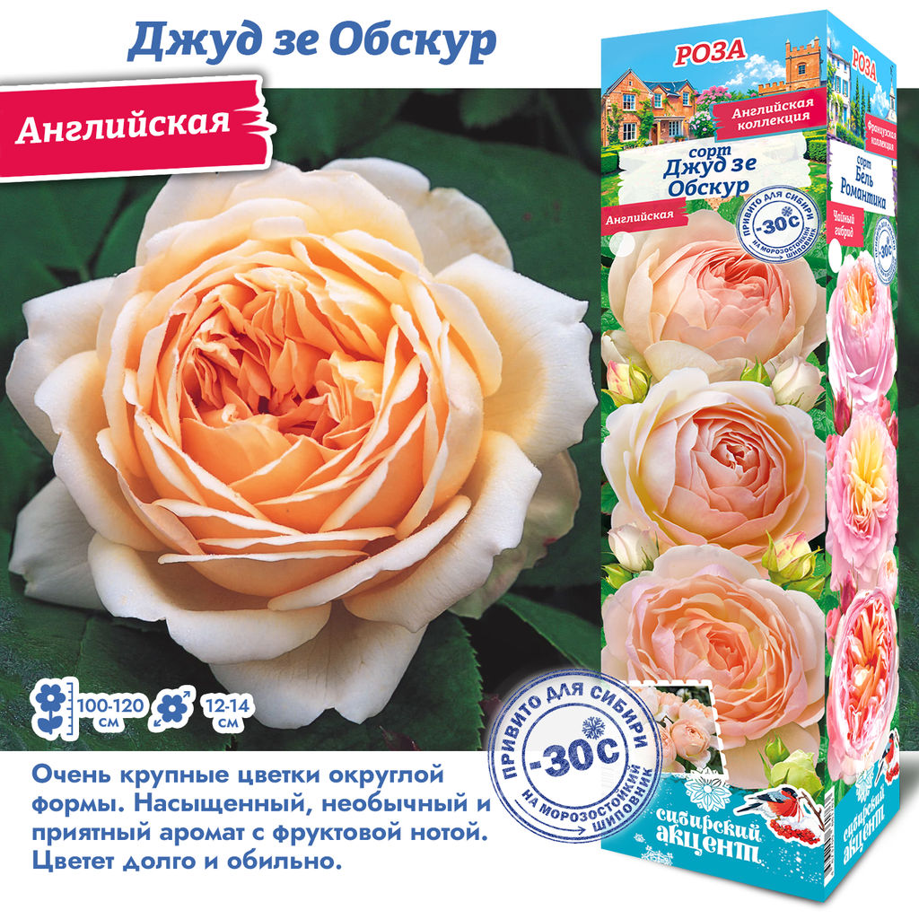 Роза Джуд зе Обскур (Английская) 1шт
