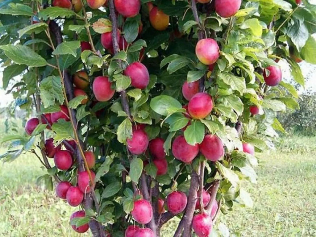 Алыча колоновидная, 2х летняя
