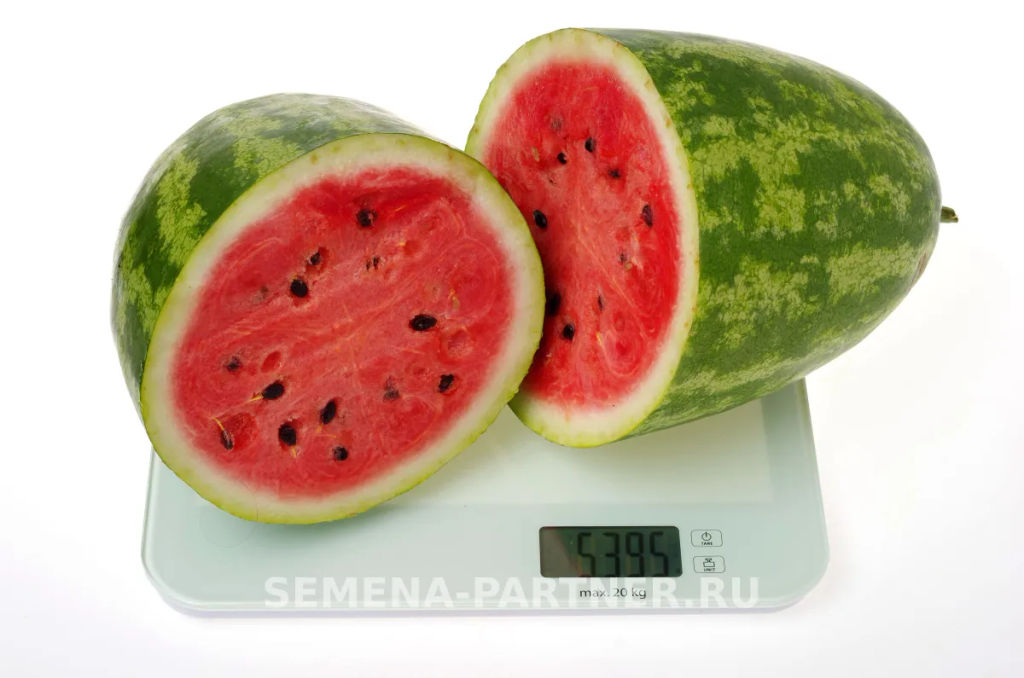 Арбуз Байсан - Партнер фото 6