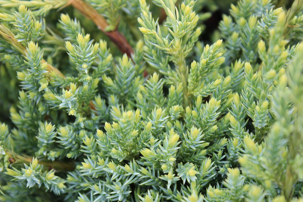 Можжевельник чешуйчатый Holger (Холгер) - Голландские луковицы фото 2