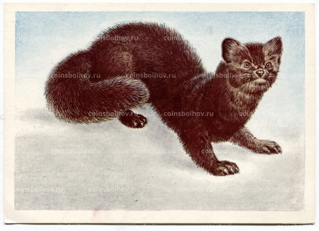 Открытка Соболь черный Художник В.Л.Колганов