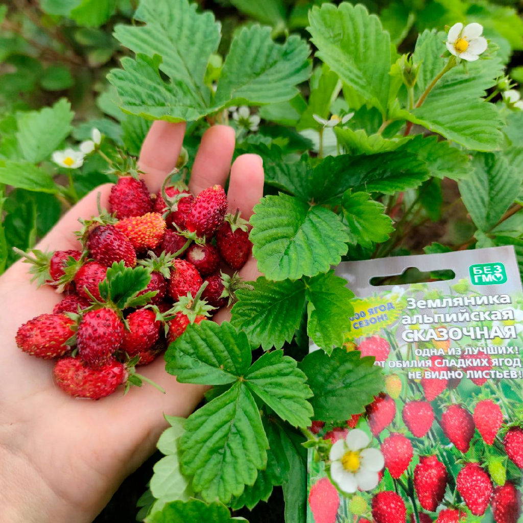 Земляника СКАЗОЧНАЯ Ремонтантная, невероятно сладкая, до 1000 ягод за сезон! - Уральский дачник фото 2