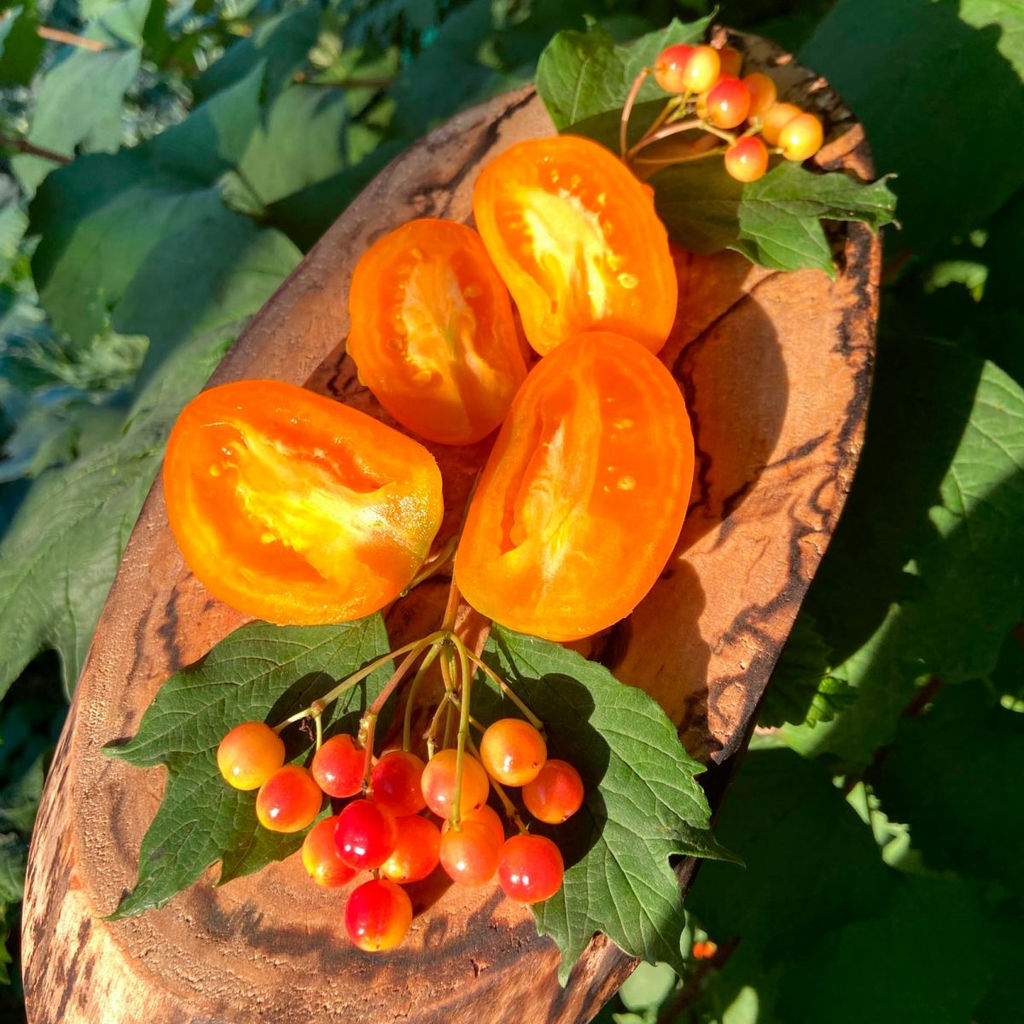 Томат КАНДИНСКИЙ коллекция Татьяны Штайнерт Авторская селекция - Уральский дачник фото 2