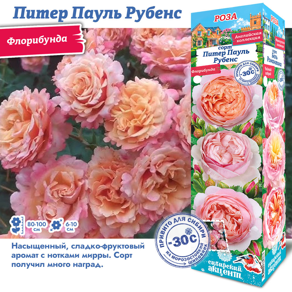 Роза Питер Паульс Рубенс (Флорибунда) 1шт