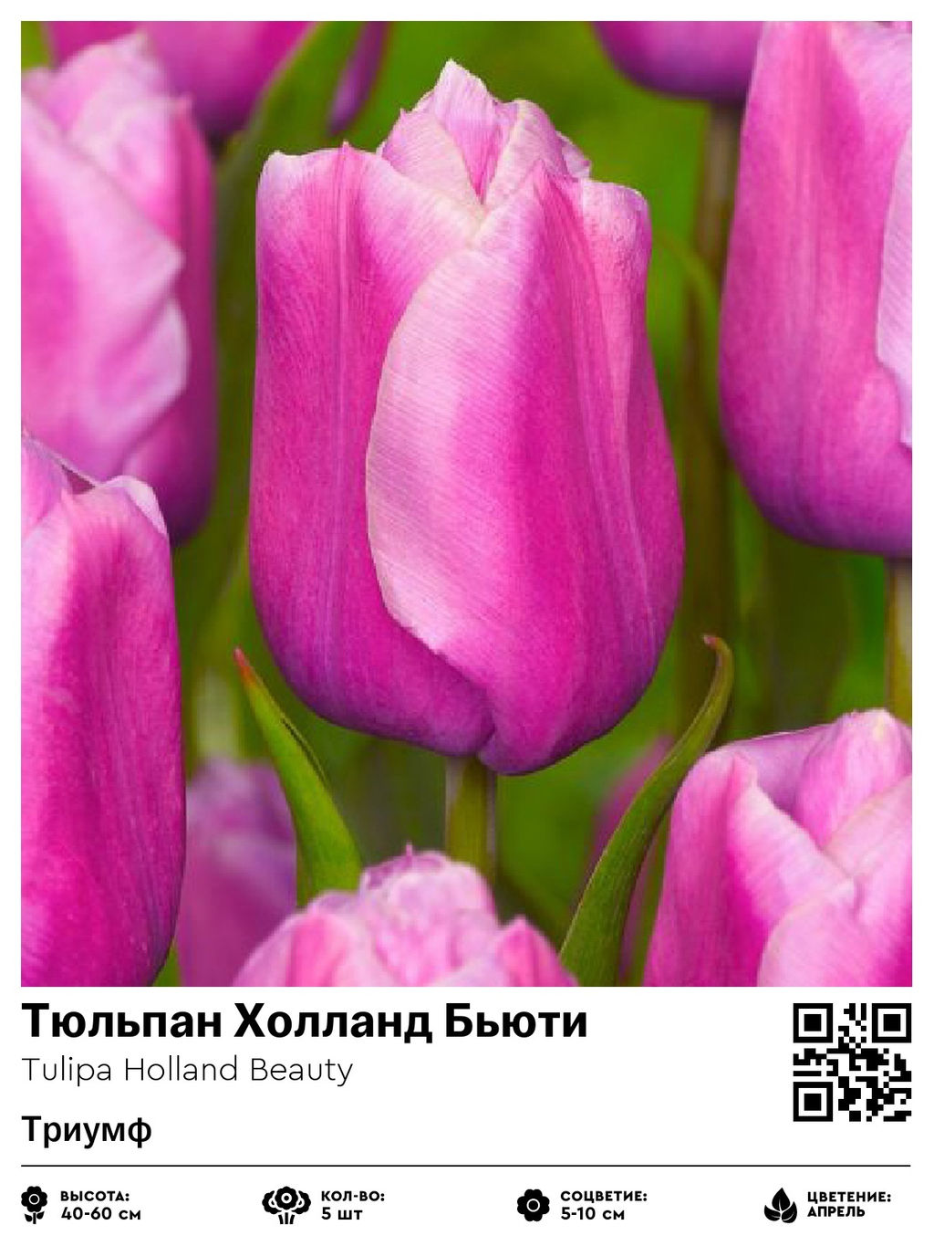 Тюльпан Holland Beauty (Триумф) - Голландские луковицы фото 2
