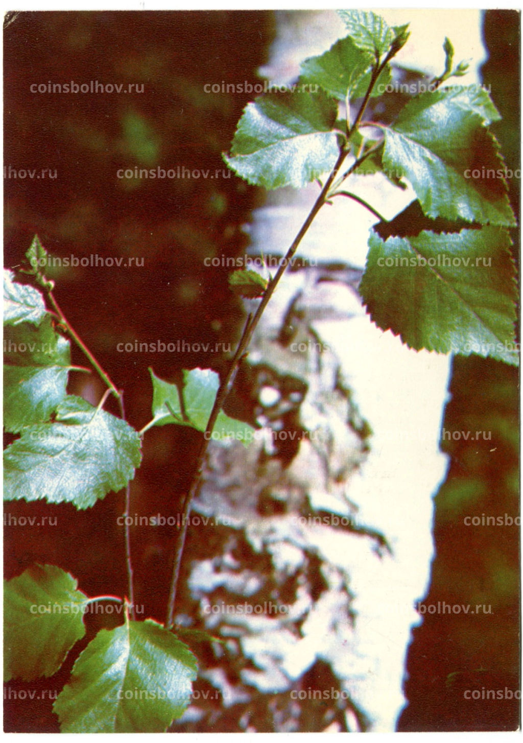 Открытка Береза повислая (береза бородавчатая)