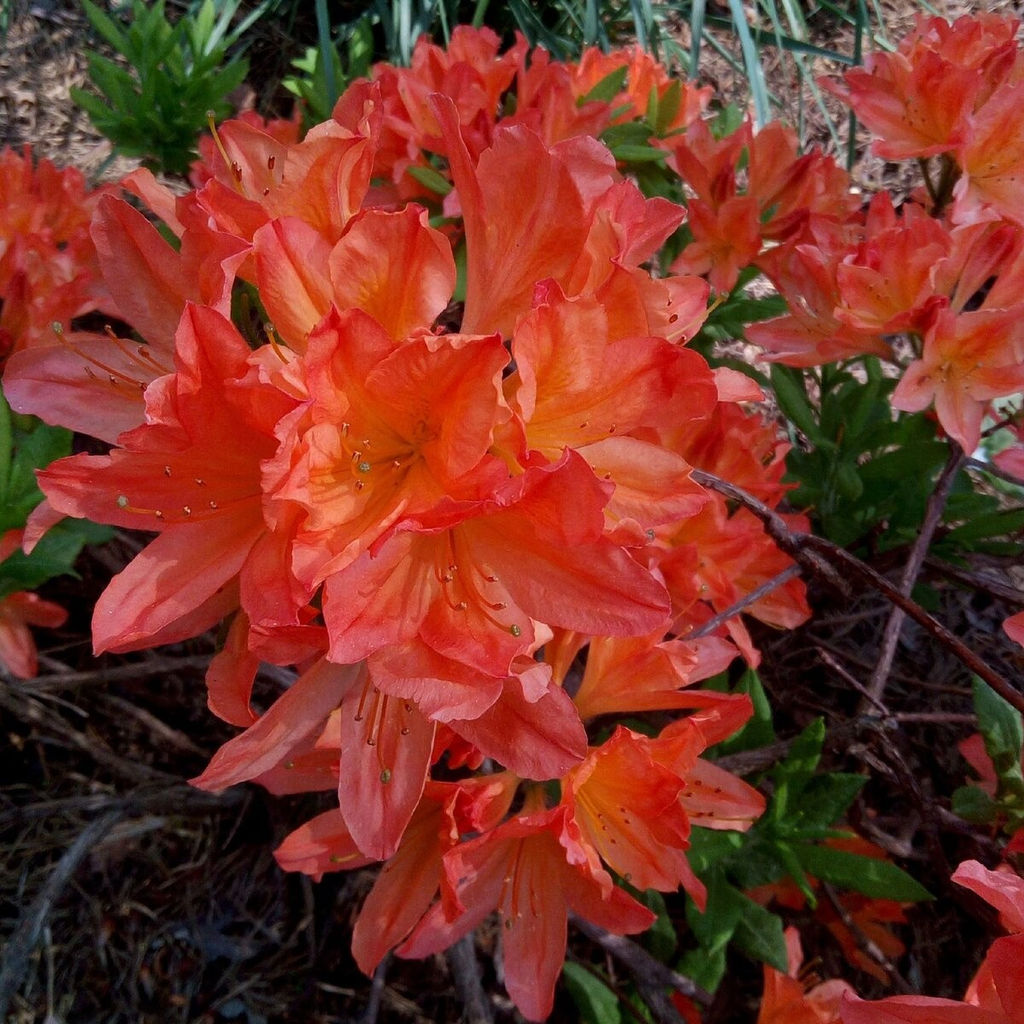 Азалия нэп-хилл ГИБРАЛТАР