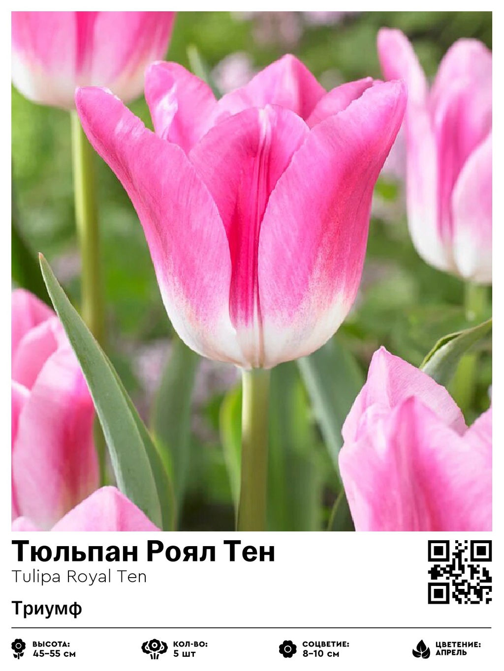 Тюльпан Royal Ten (Триумф) - Голландские луковицы фото 4