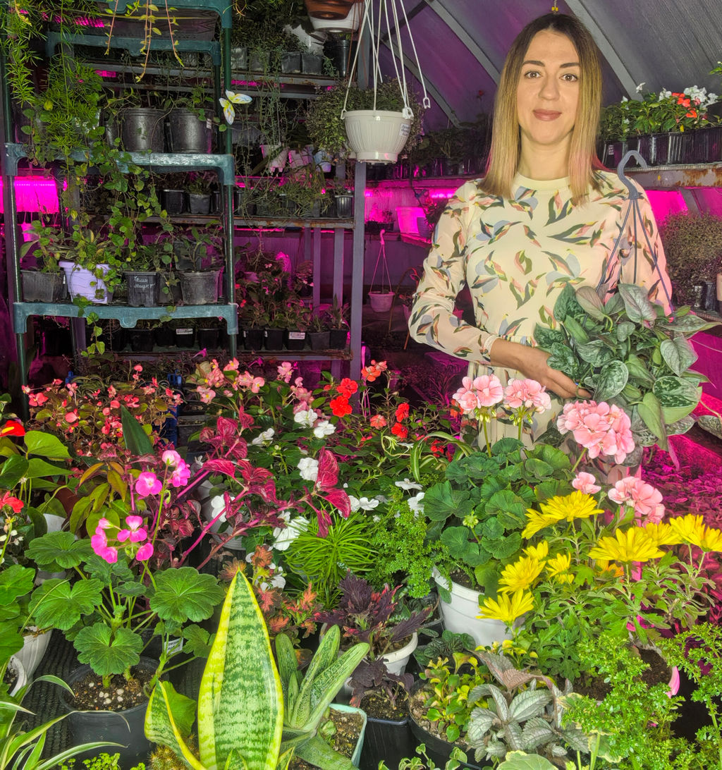 Сциндапсус Пиктус (серебристый, блестящий)