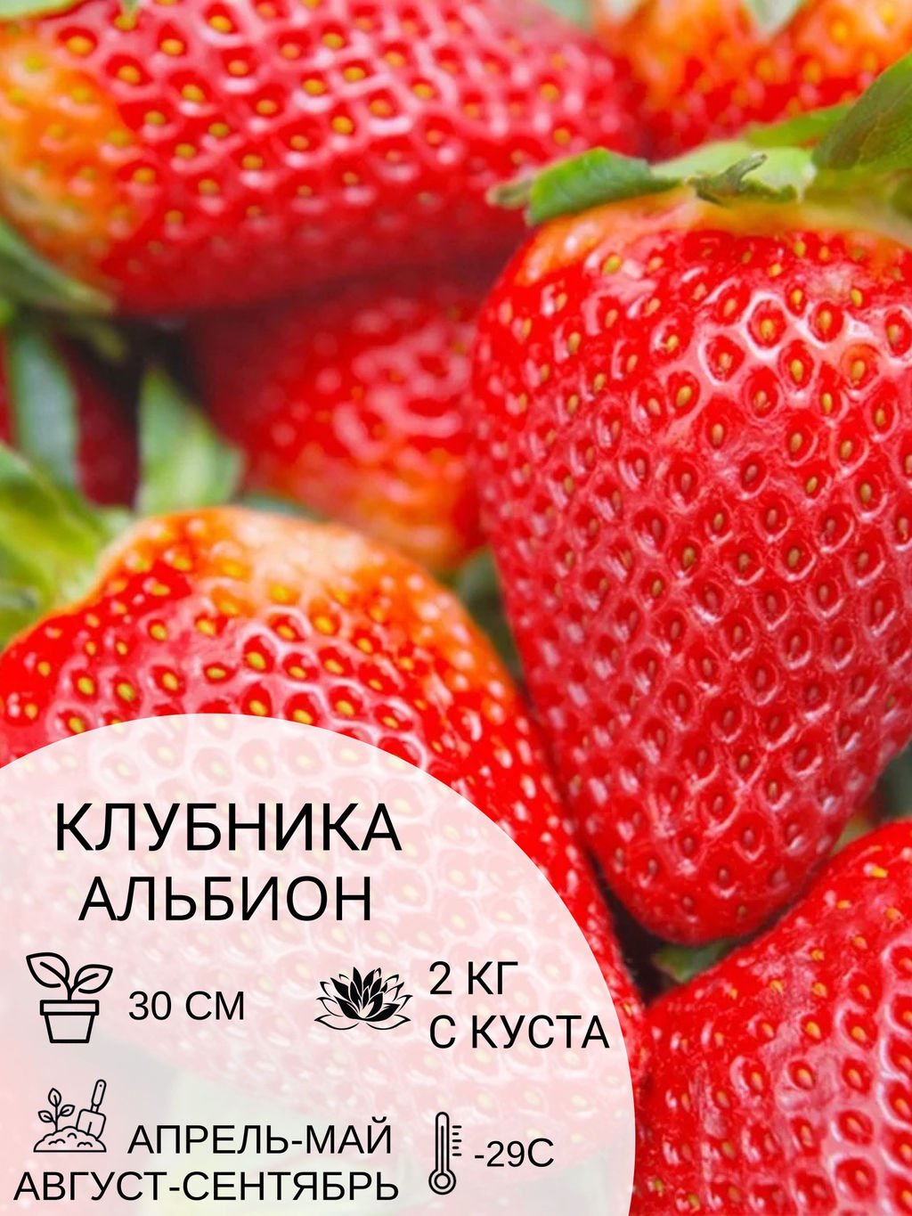 Клубника Альбион