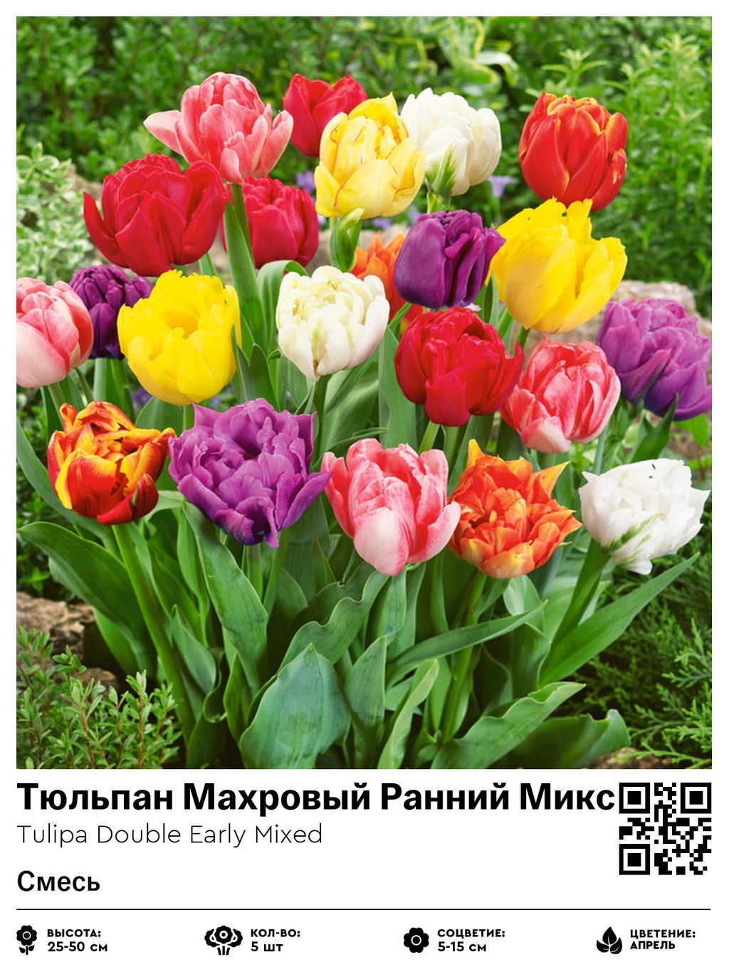 Тюльпан Double Early Mixed (Махровый ранний) - Голландские луковицы фото 2