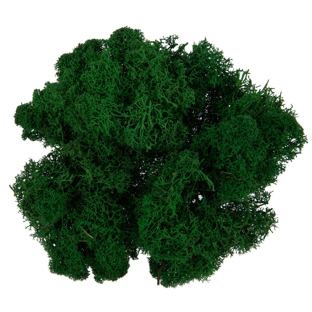 Blumentag BMSR-50 Мох стабилизированный окрашенный 50 г  5 г №01 салатовый  фото 11