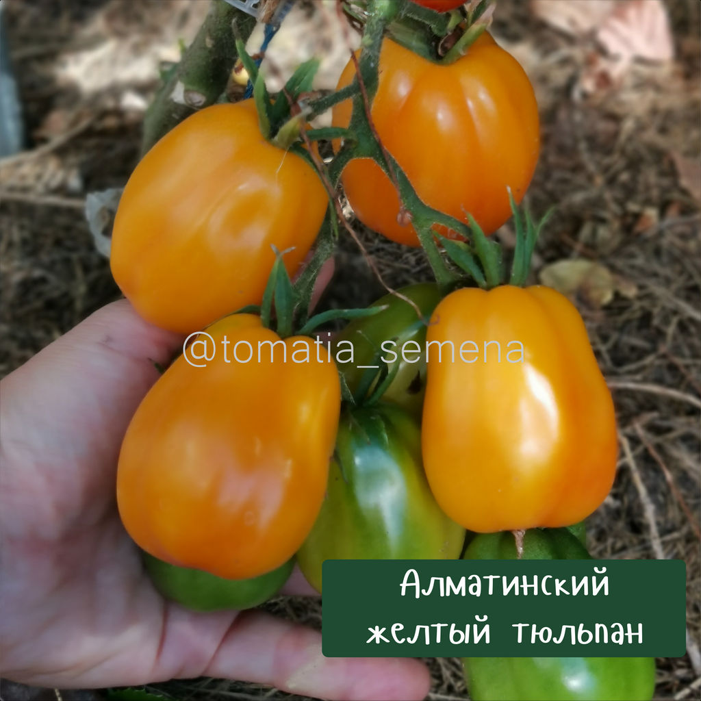 Алматинский желтый тюльпан - Tomatia фото 3