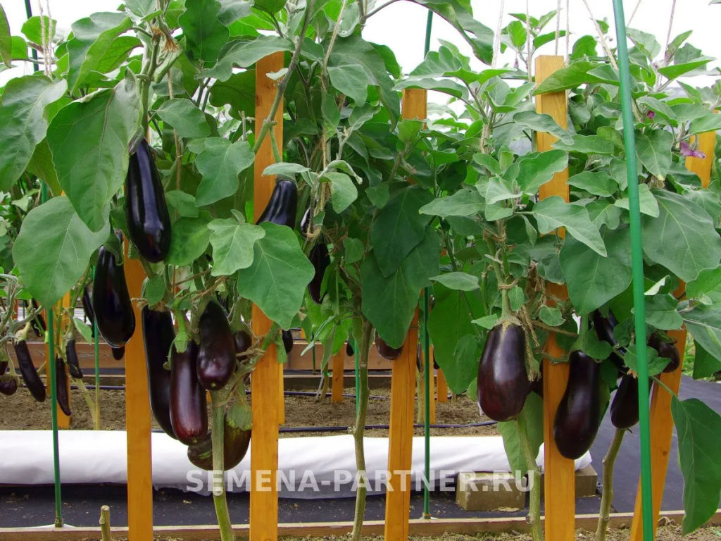 Баклажан Андрюша - Партнер фото 5