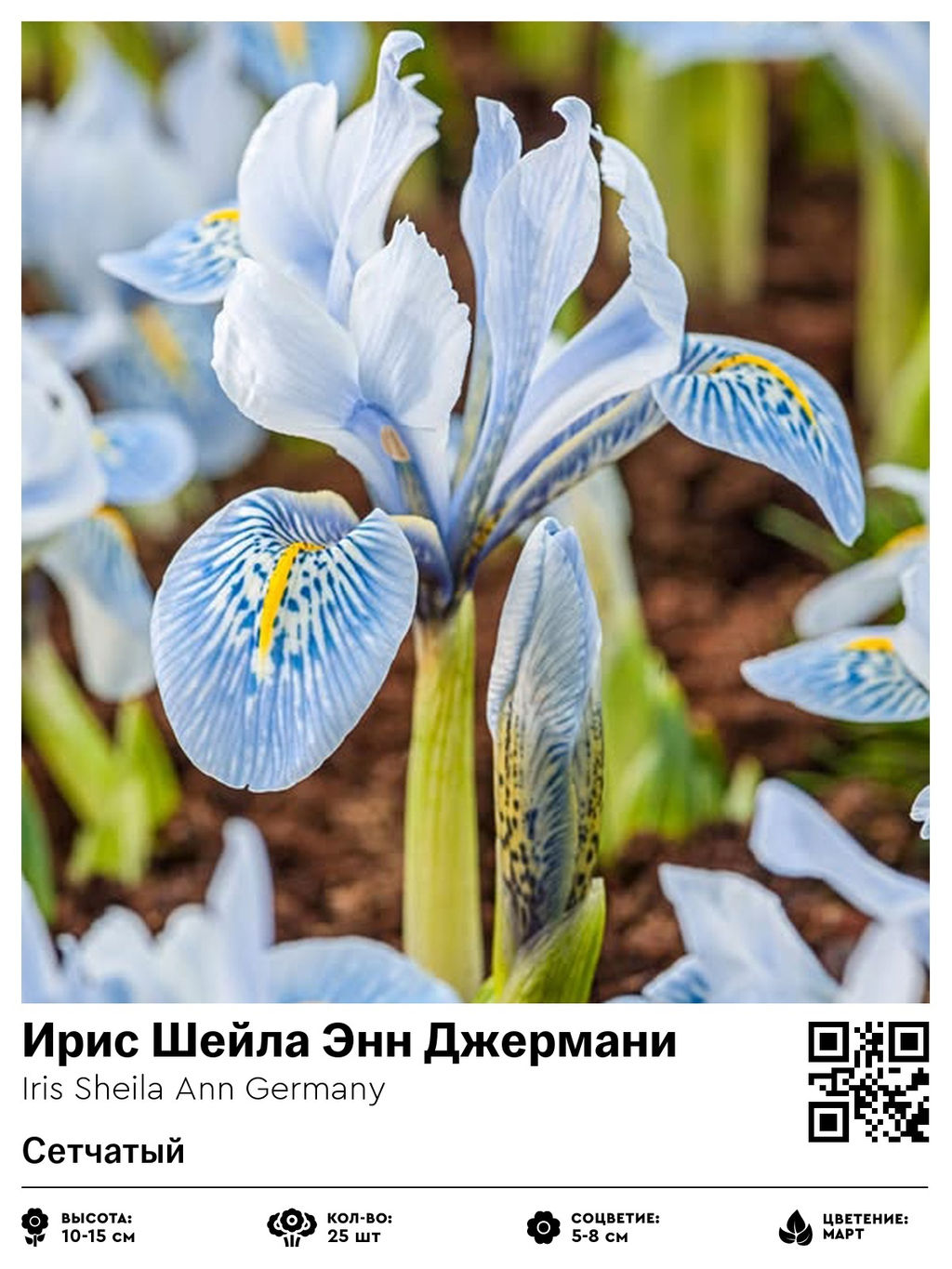 Ирис Sheila Ann Germany (Сетчатый) - Голландские луковицы фото 2