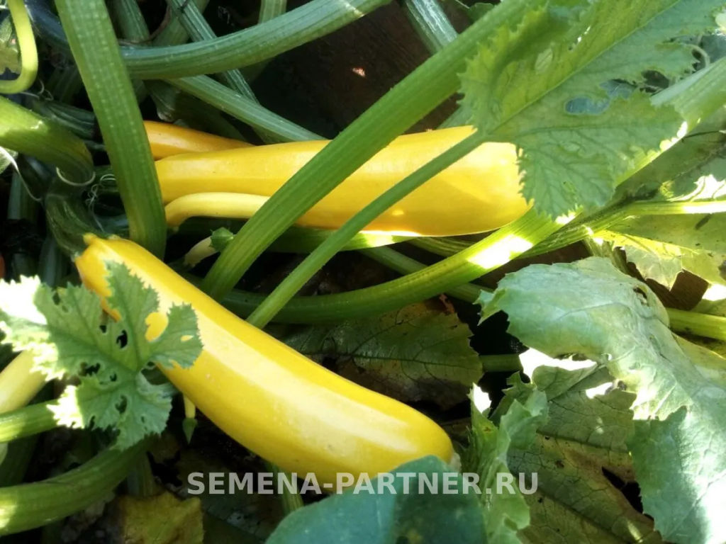 Кабачок Ясмин - Партнер фото 2