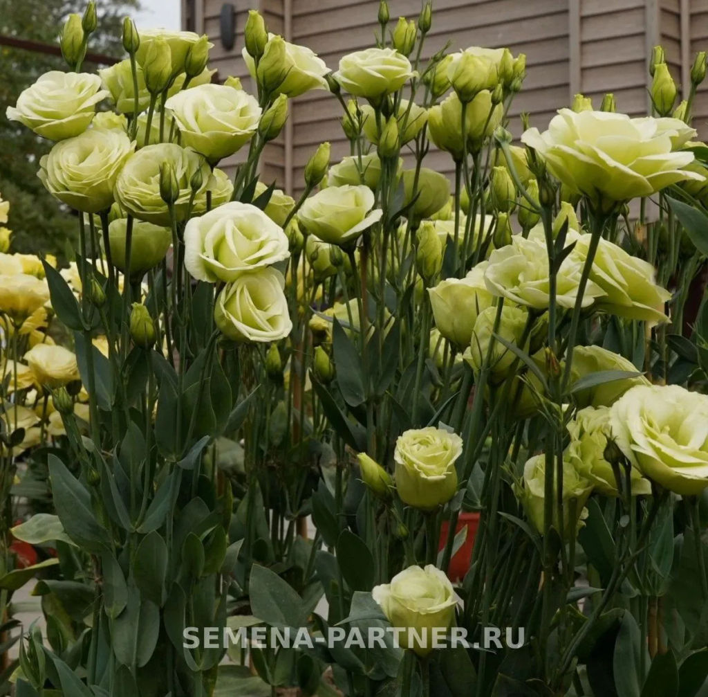 Эустома срезочная махровая лаймовая Принцесса Оливия - Партнер фото 6