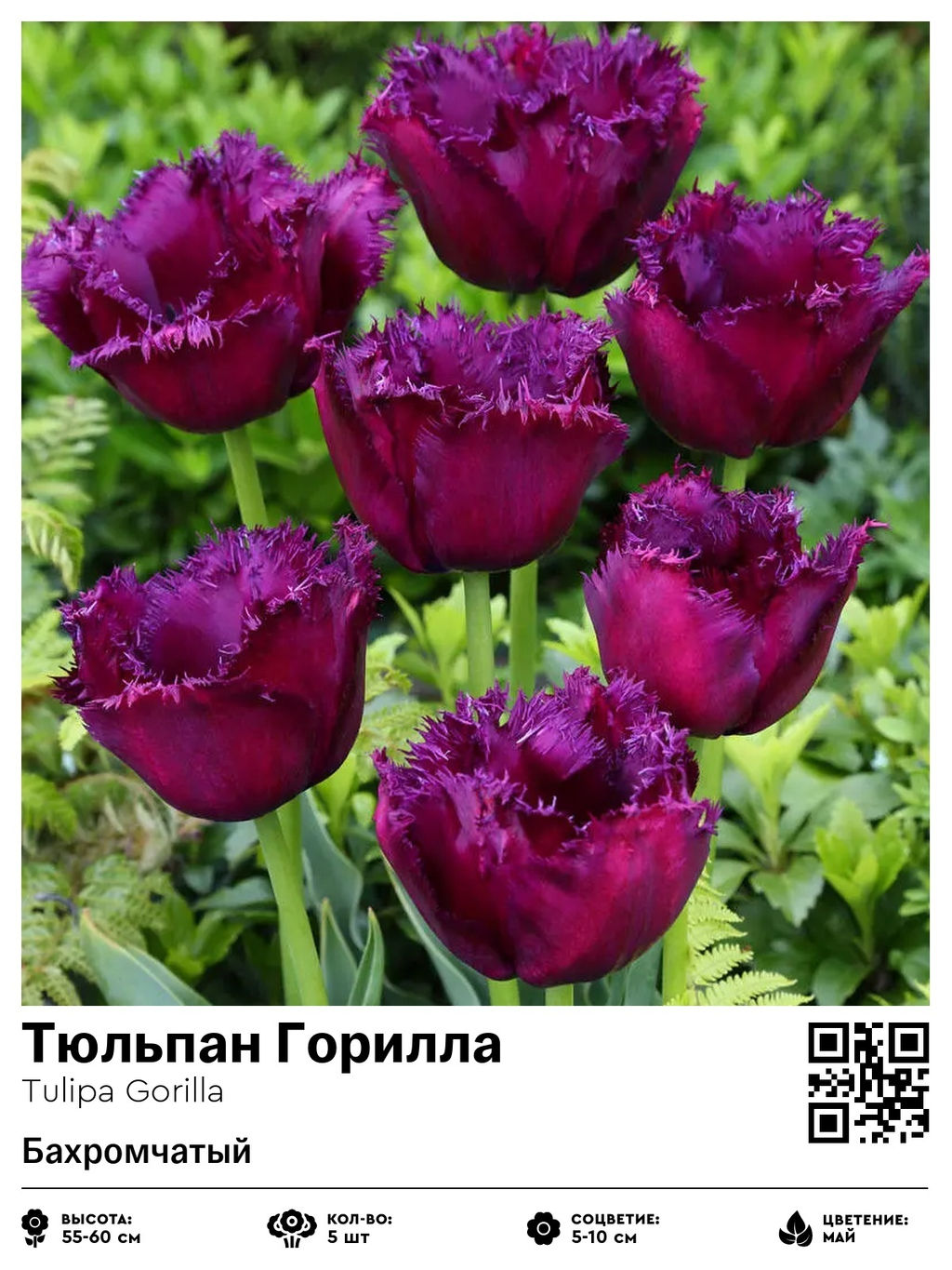 Тюльпан Gorilla (Бахромчатый) - Голландские луковицы фото 2