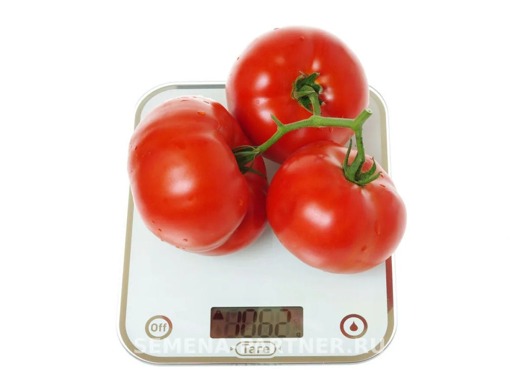 Томат Момбаса - Партнер фото 5